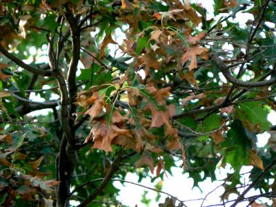 Bacterial scorch symptoms on oak leaves.